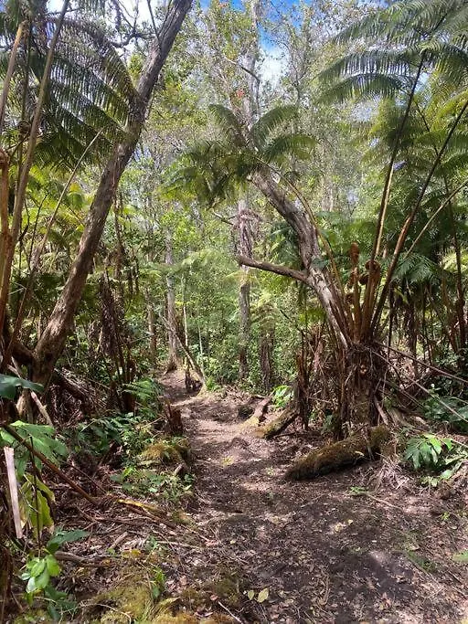 Romantic Cabin Treehouse In Hawaii Cloud Forest Kailua-Kona USA