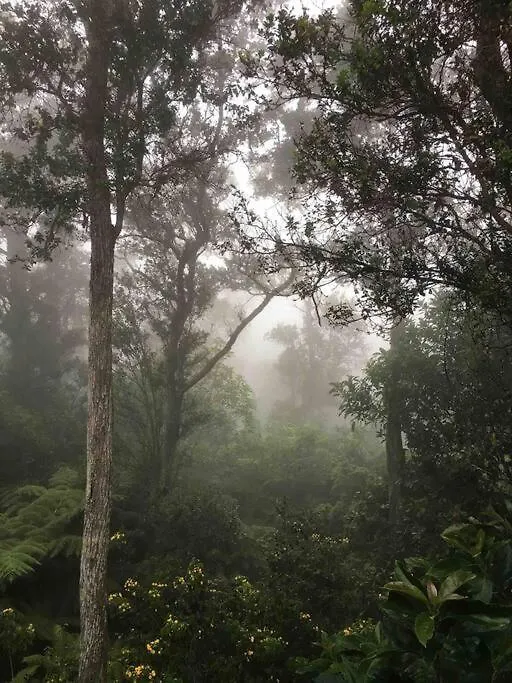 Romantic Cabin Treehouse In Hawaii Cloud Forest Kailua-Kona