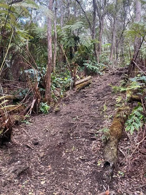Romantic Cabin Treehouse In Hawaii Cloud Forest كايلو كونا 0*, كايلو كونا الولايات المتحدة الأمريكية